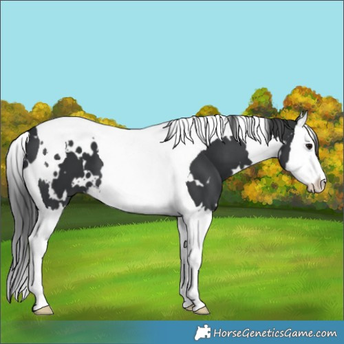 Horse Color:White Spotted Black Splash Tobiano 