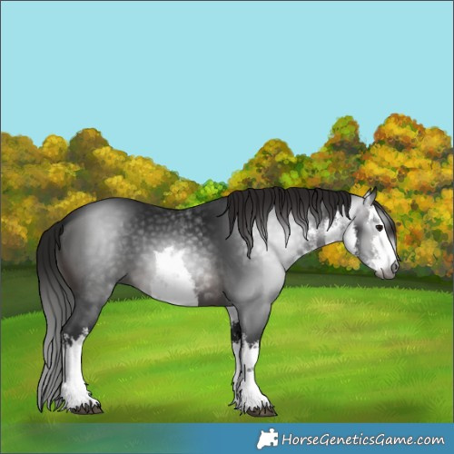 Horse Color:Gray White Spotted Brown 