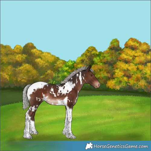 Horse Color:White Spotted Silver Brown Tobiano Varnish Rabicano 