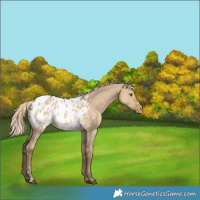 Horse Color:Chocolate Palomino Dun Mushroom Appaloosa Rabicano 