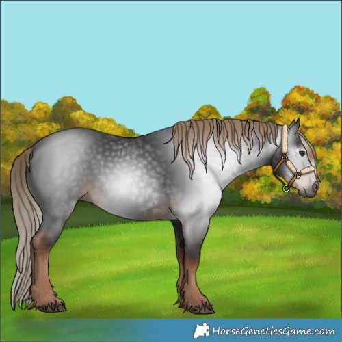 Horse Color:Gray White Spotted Liver Chestnut 