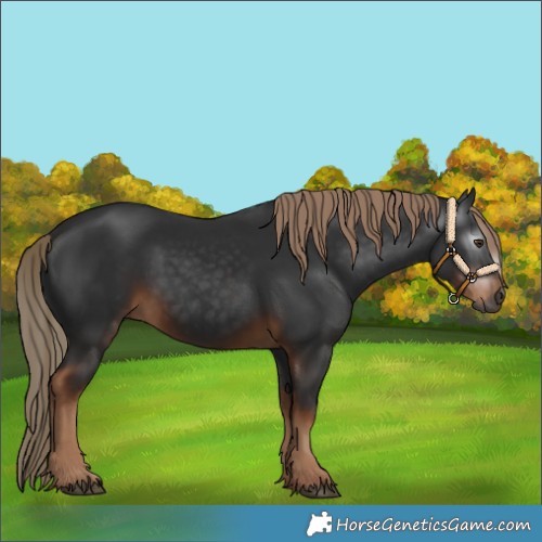 Horse Color:Gray White Spotted Liver Chestnut 