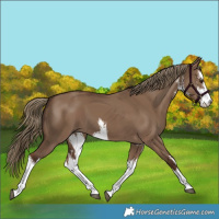 Horse Color:White Spotted Liver Red Dun 