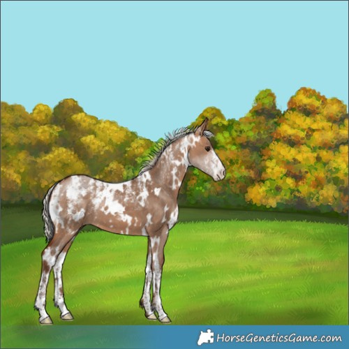 Horse Color:Powder White White Spotted Silver Bay Dun 
