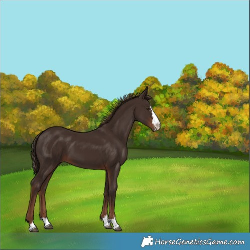 Horse Color:Liver Chestnut 