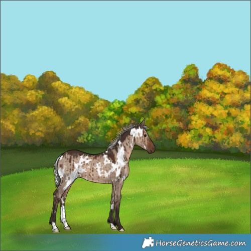 Horse Color:White Spotted Silver Bay Dun Brindle 