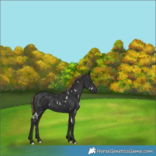 Horse Color:White Spotted Liver Chestnut 