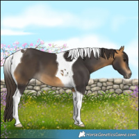 Horse Color:Buckskin Tobiano 