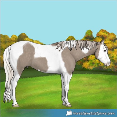 Horse Color:Silver Grullo Splash Tobiano 