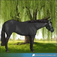 Horse Color:Gray White Spotted Liver Chestnut