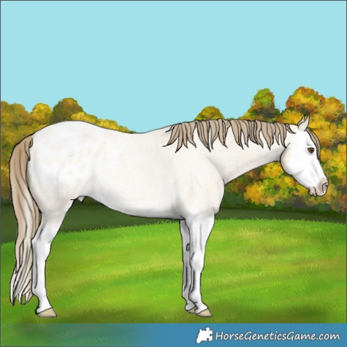 Horse Color:Buckskin Roan Dun Splash Appaloosa Rabicano 
