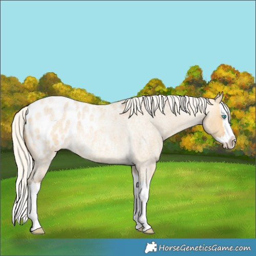Horse Color:Silver Buckskin Roan Dun Splash Appaloosa Rabicano 