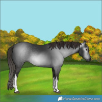 Horse Color:Gray White Spotted Liver Chestnut 