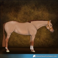 Horse Color:Red Dun Tobiano 