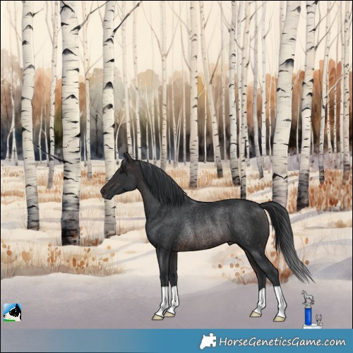 Horse Color:Brown Rabicano 
