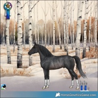 Horse Color:Brown Rabicano 