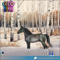 Horse Color:Brown Rabicano 