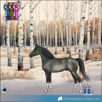 Horse Color:Brown Rabicano 