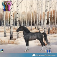 Horse Color:Brown Rabicano 