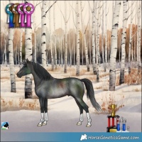 Horse Color:Brown Rabicano 