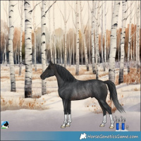 Horse Color:Brown Rabicano 