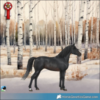 Horse Color:Brown Rabicano 