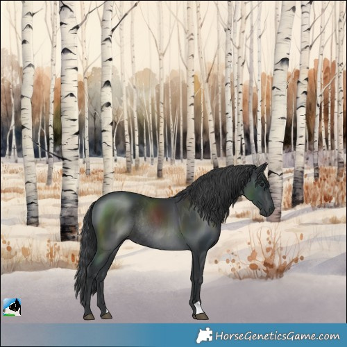 Horse Color:Black Rabicano 