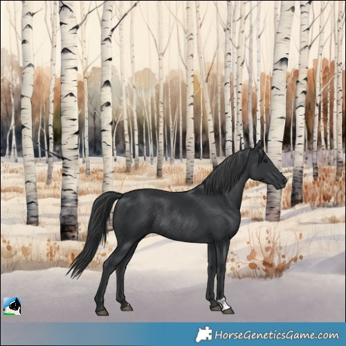 Horse Color:Black Rabicano 