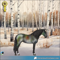 Horse Color:Smoky Black Rabicano