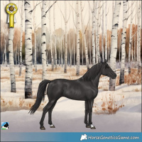 Horse Color:Smoky Black Rabicano 