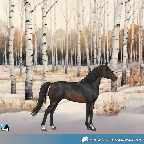 Horse Color:Brown Rabicano 