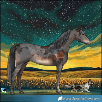 Horse Color:Brown Merle Rabicano 