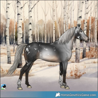Horse Color:Gray White Spotted Silver Brown Tobiano 