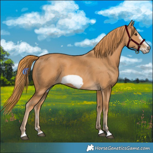 Horse Color:Chestnut Frame 