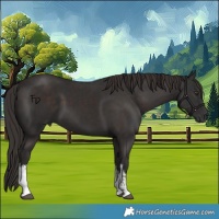 Horse Color:White Spotted Liver Chestnut 