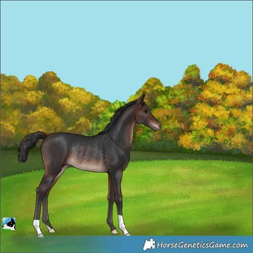 Horse Color:Brown Rabicano 