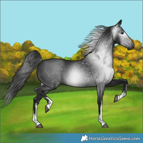Horse Color:Gray White Spotted Black 