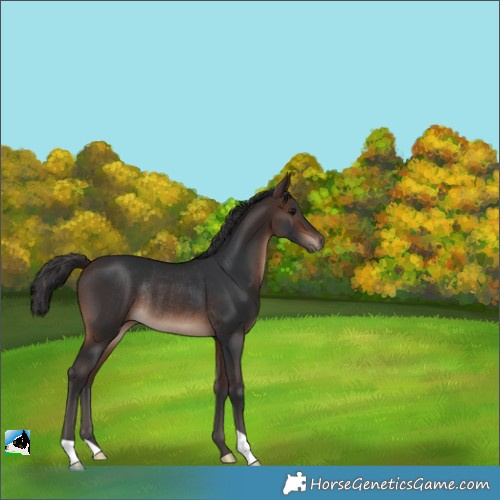 Horse Color:Brown Rabicano 