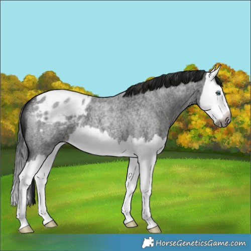 Horse Color:Gray Smoky Blue Roan Splash Appaloosa