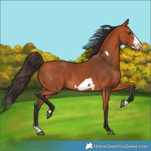 Horse Color:Bay Splash Frame 