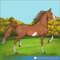 Horse Color:Chestnut Splash Frame