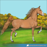 Horse Color:Chestnut Splash Frame 