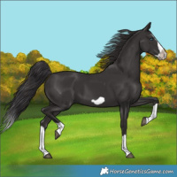 Horse Color:Smoky Black Splash Frame 