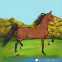 Horse Color:Bay Splash Frame 