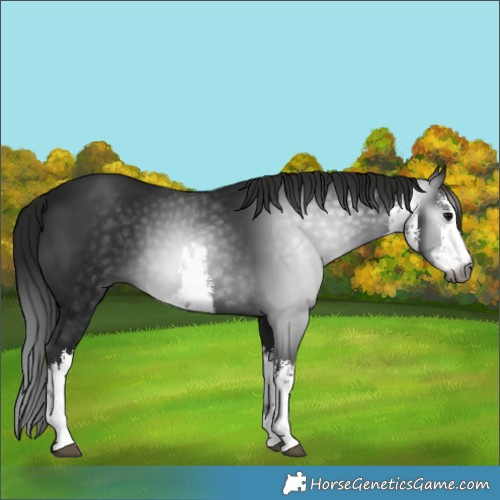 Horse Color:Gray White Spotted Black 