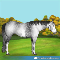 Horse Color:Gray White Spotted Black