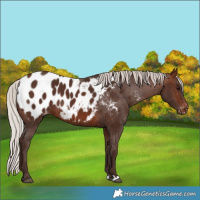 Horse Color:Silver Brown Appaloosa 