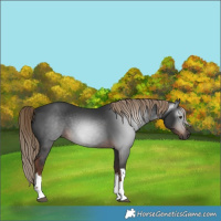 Horse Color:Gray White Spotted Liver Chestnut
