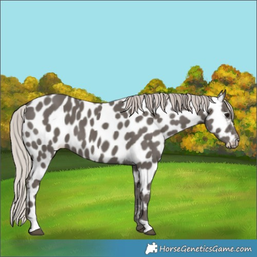 Horse Color:Silver Black Appaloosa 