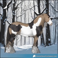 Horse Color:Smoky Black Frame and Silver Smoky Grullo Frame